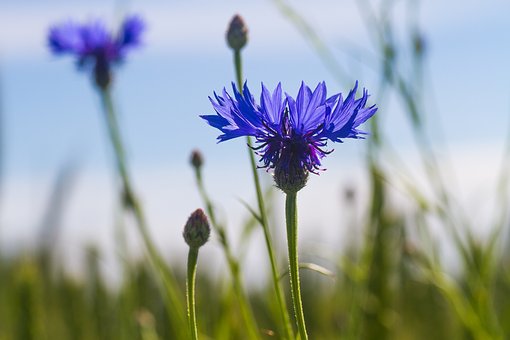 cornflower-2534316__340